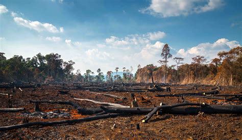 deforested area of china
